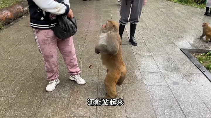 潑猴最怕什麼東西？見了簡直是聞風喪膽！再也不怕被猴子打劫了！ - 天天要聞