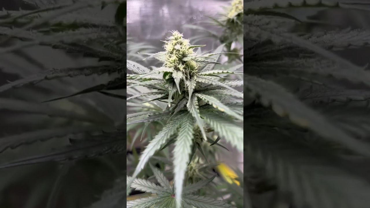 Week 4 of flowering 💯⛽️🔥💨💨