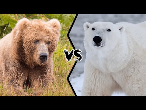 კოდიაკის დათვი vs თეთრი დათვი რომელი უფრო ძლიერია?
