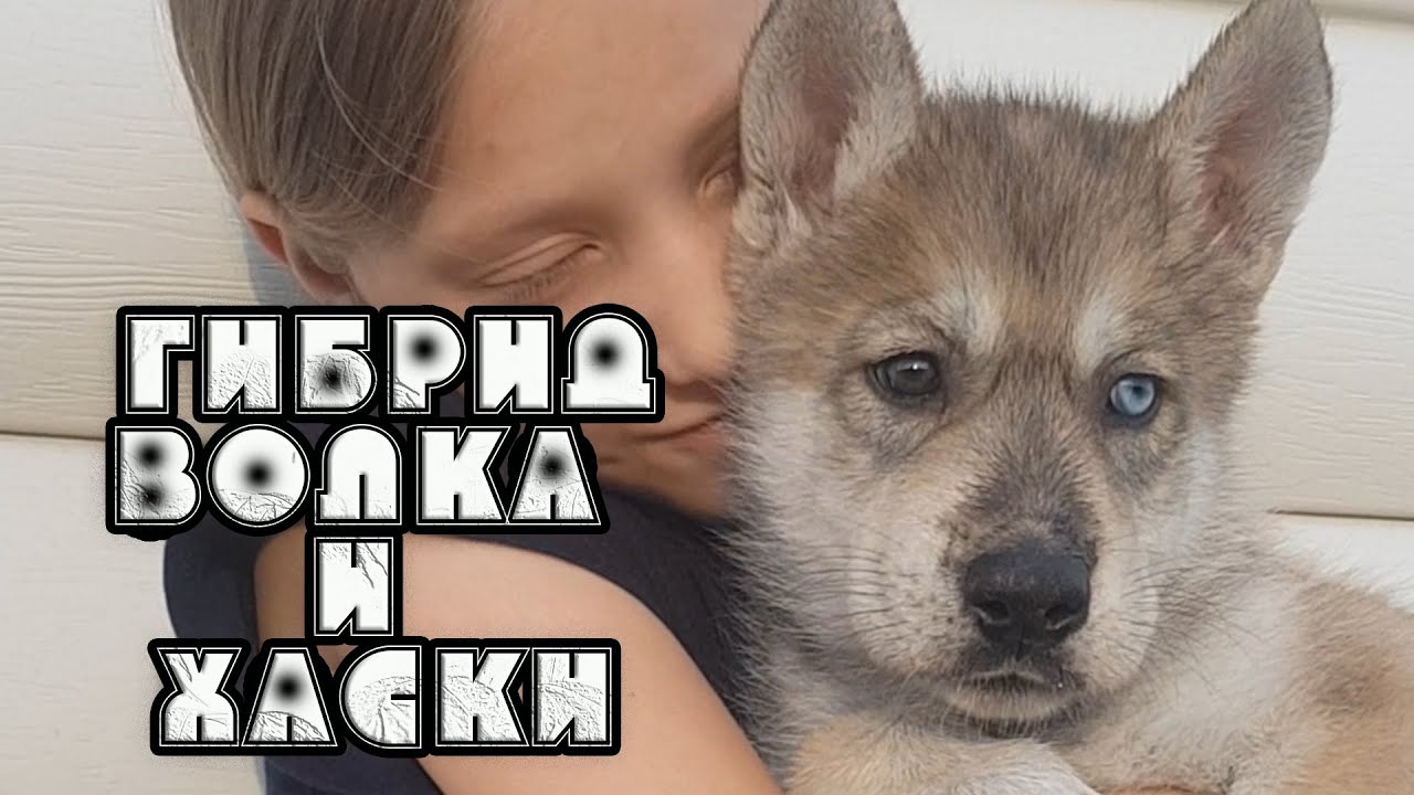 Гибрид волка и хаски. Волкособ первого поколения.