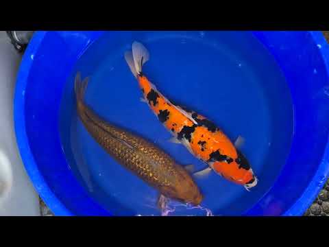 25" (64cm) Female Yoshikigoi Showa (Old Scar) - DP2208D