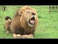 Powerful African Lion Roaring