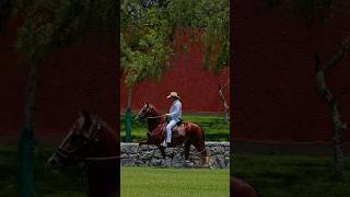 La belleza del caballo peruano de paso a través de  AZF PROMINENTE #caballos #caballoperuanodepaso