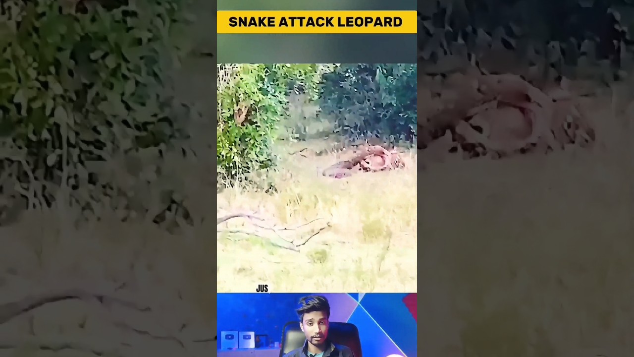 Питон схватил леопарда и попытался убить его | Последние наблюдения за животными