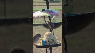 Today's guest#BirdLover #BirdsOfInstagram #Bird #bird #birdlover #birdlife #argya
