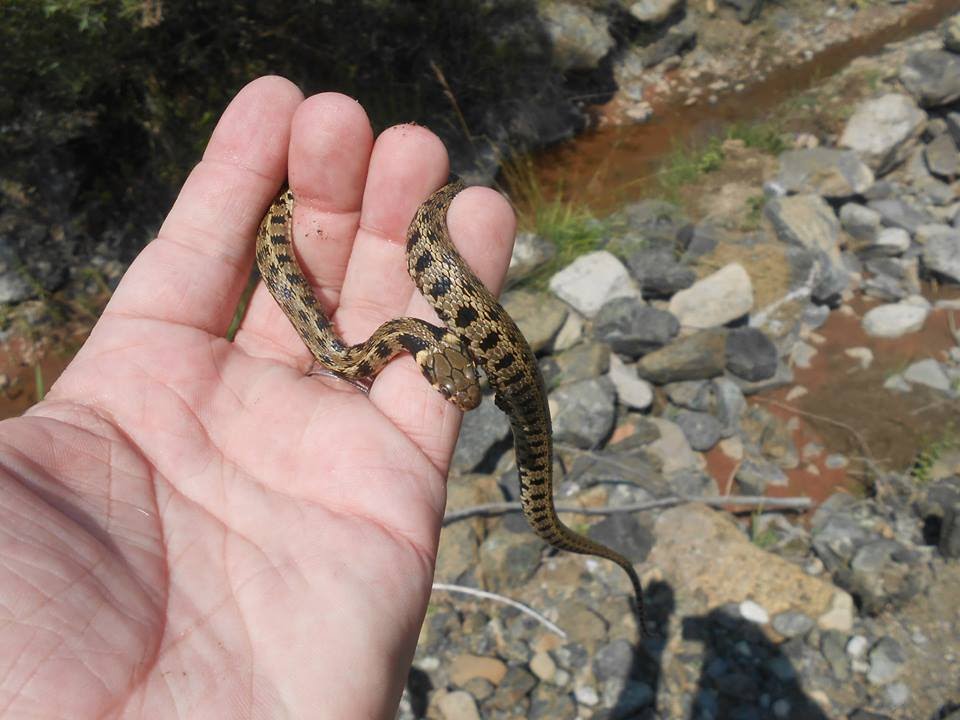 Herping Aug 2, 2013 - Natrix Natrix Persa & Natrix Tessellata