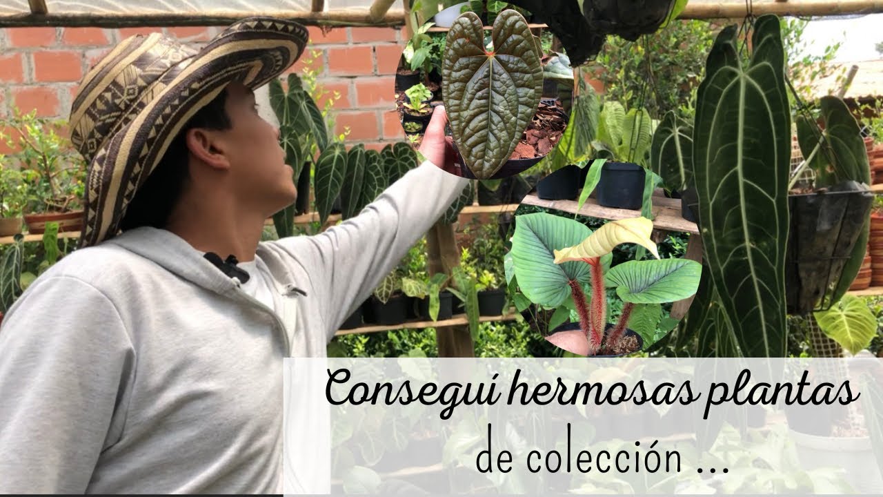 COMPRANDO INCREIBLES PLANTAS NATIVAS EXOTICAS COLOMBIANAS🇨🇴 NO VENDEN EN TODOS LOS VIVEROS.
