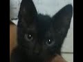 Cymric cat Mochita comiendo... の動画、YouTube動画。