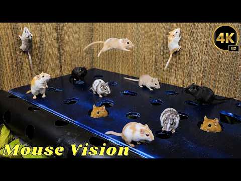 Cat TV Mouse Jump Challenge 🐭 Real Mice Leaping, Climbing & Popping Out of Holes | 4K UHD