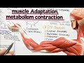 Muscle adaptation metabolism contraction
