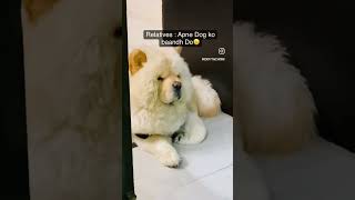 #best #chowchow #dog #doglover #dogs #follow #subscribe #success #support