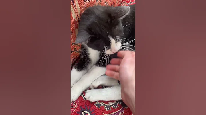 Video 8611281: tabby cat, persian cat, cat kitten cutecat, stray cat, cutecat white cat, cutecats black cat, cats kitten cute black, cat meowing, cat food, adorable cats