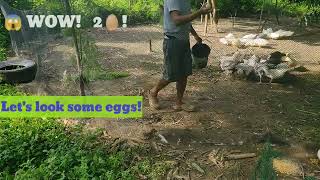 New Eggs! Pekin Duck Farming Made Easy in the Philippines! High Return of Investment, Low Capital
