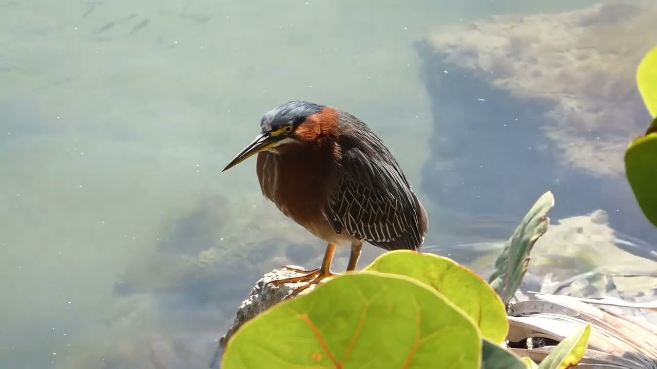 Green Heron (Butorides Virescens)