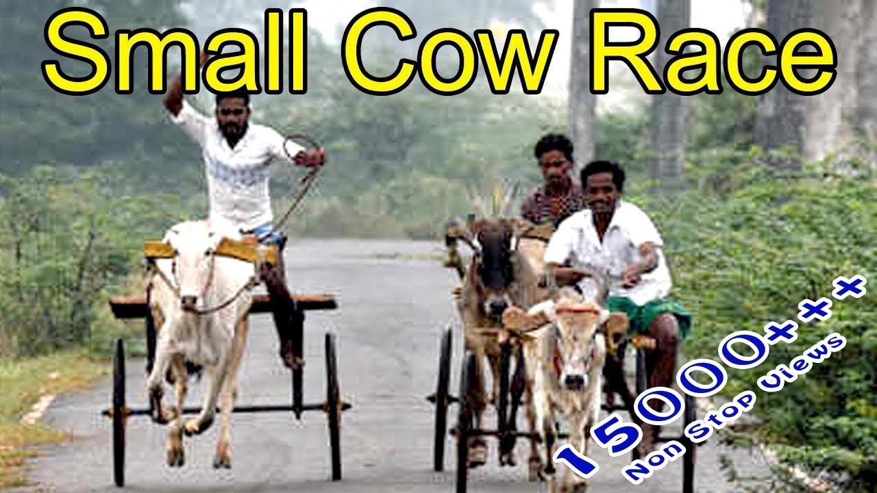 ஒத்தைமாடு | மாட்டுவண்டி ரேக்ளா பந்தயம் | Single Bull Performance | Bullock cart race | Rekla Race |