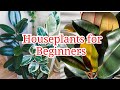 15 Houseplants for Beginners / Easiest Houseplants with care and tips