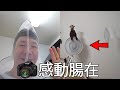 花費💲300美金買日本製風扇 最後我後悔了還是被感動了｜JP生活方式 TV｜#巴慕達風扇 #balmudastudio #balmudagreenfan