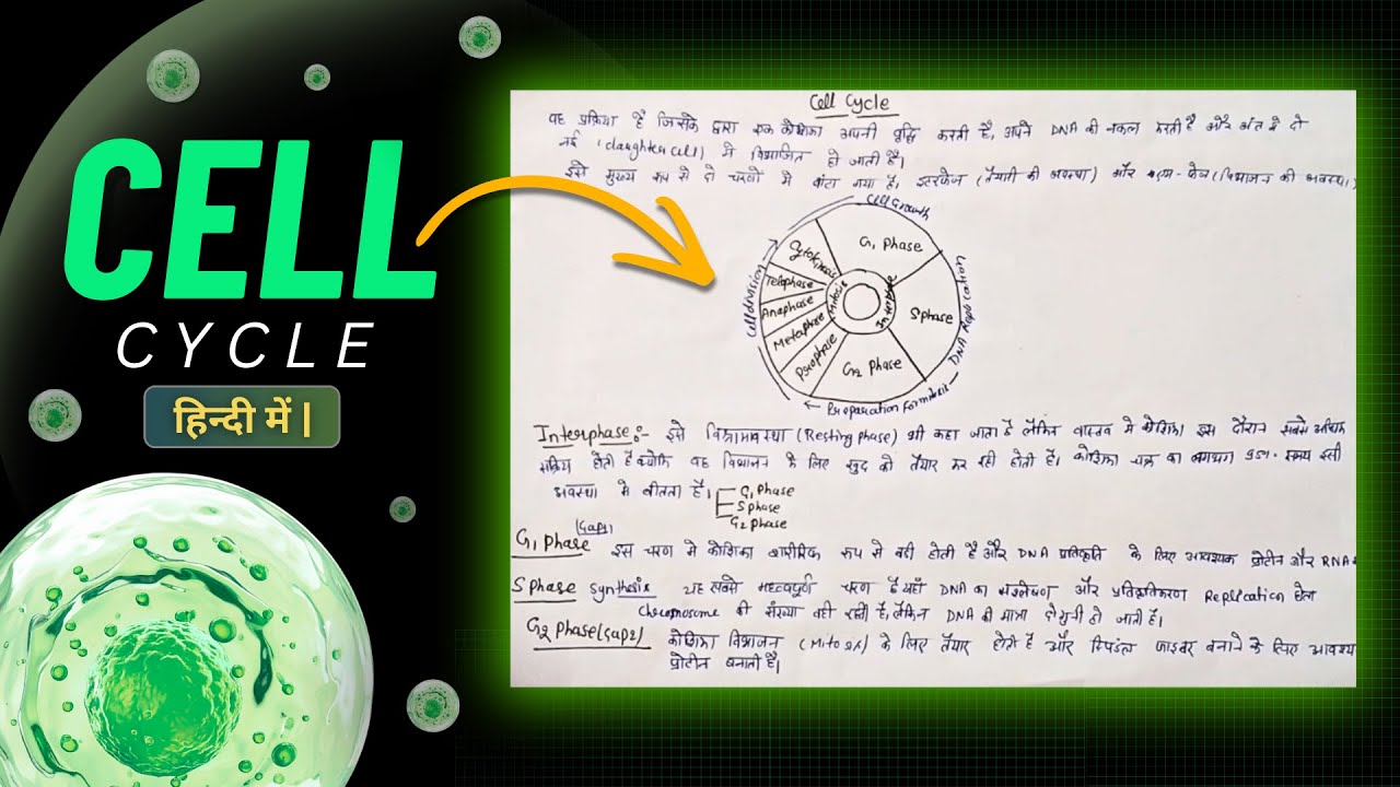 Cell Cycle kya hota hai? | Interphase & Mitosis | Biology in Hindi