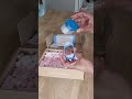daisy makes cakesicles popper but $40 ??