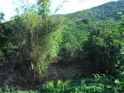 Video nkauj hmoob bao yen lao cai - youtube