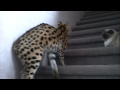 Nala talking serval cat