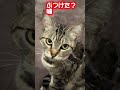 Mikoちゃんに初めての異変、、　(´天｀)