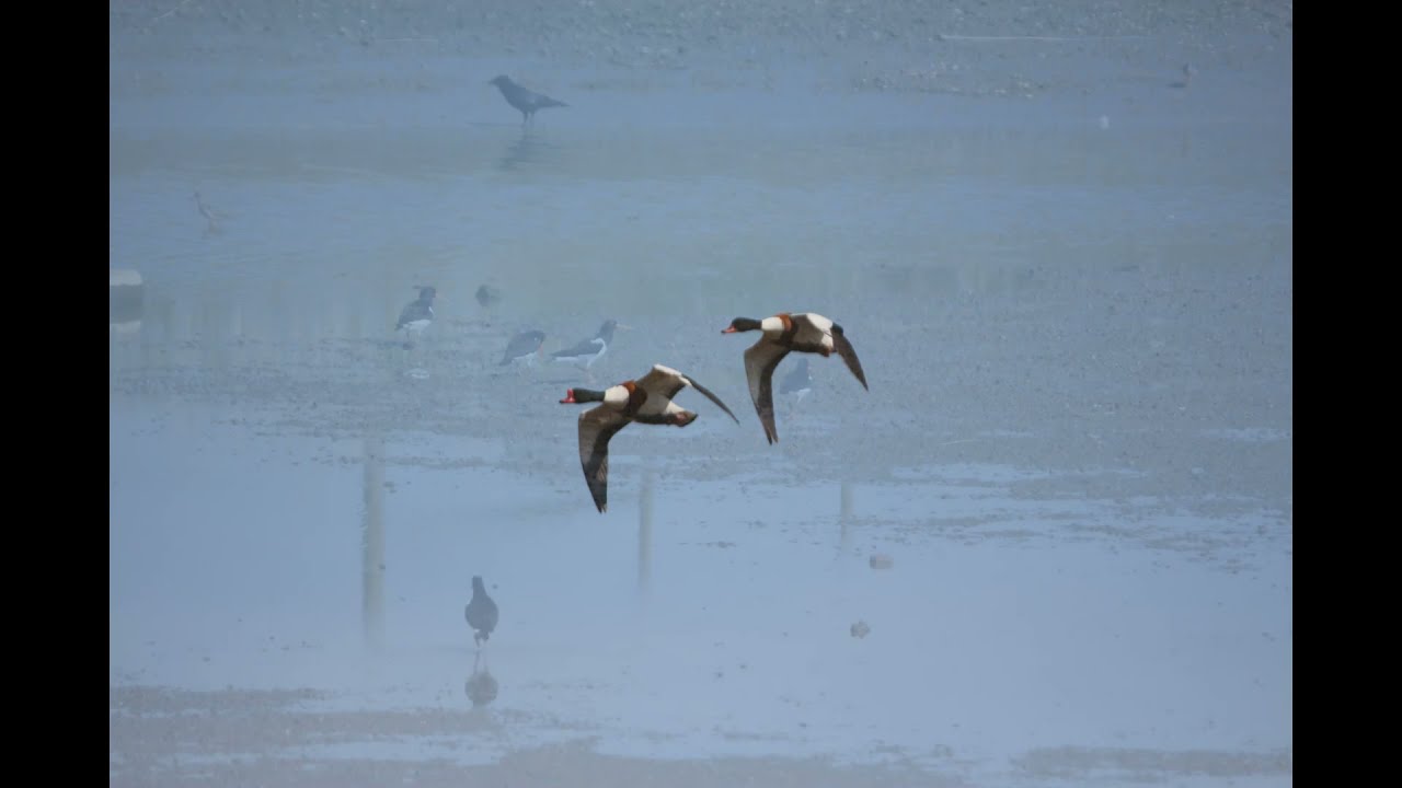 Flatford to Cattawade Easter Sunday 21