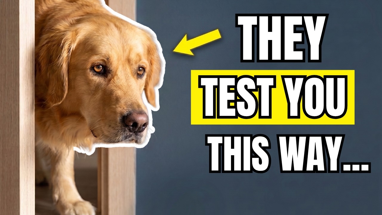 14 Tests Dogs Give Their Favorite Human thumbnail