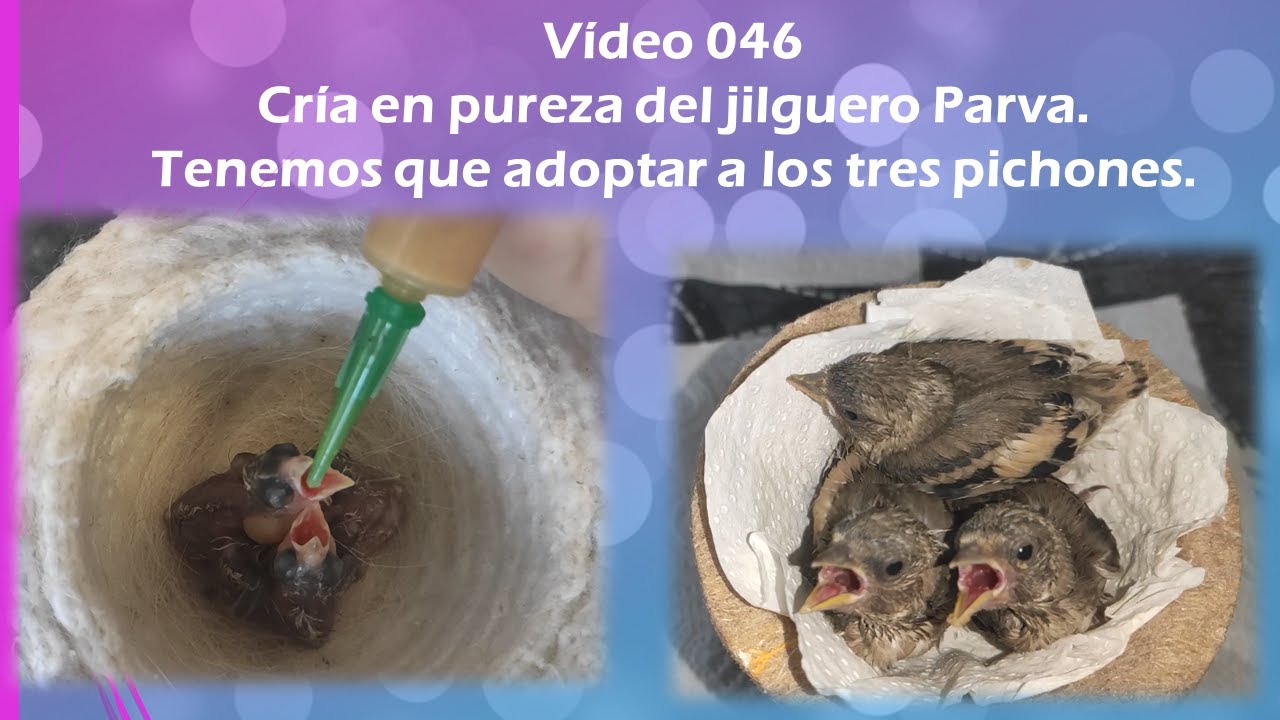 046  CRÍA EN PUREZA DE JILGUEROS  TENEMOS QUE ADOPTAR A LOS TRES PICHONES