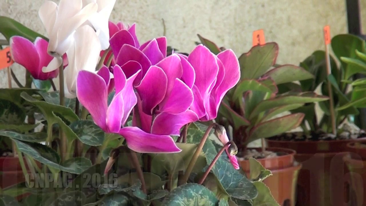 Exposición  floral "Fantasía Navideña"