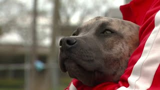 Pet adoption rates up during coronavirus (COVID-19) pandemic