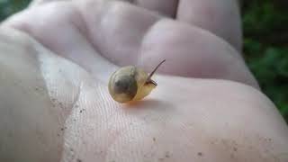 Snail Unknown, Gastropoda Indet, Danum Valley, Sabah, Borneo, Malaysia, 14 May 2025