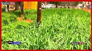 Ũrĩmi wa fodder ya nyeki Nyeri; #MũgamboWaMũrĩmi