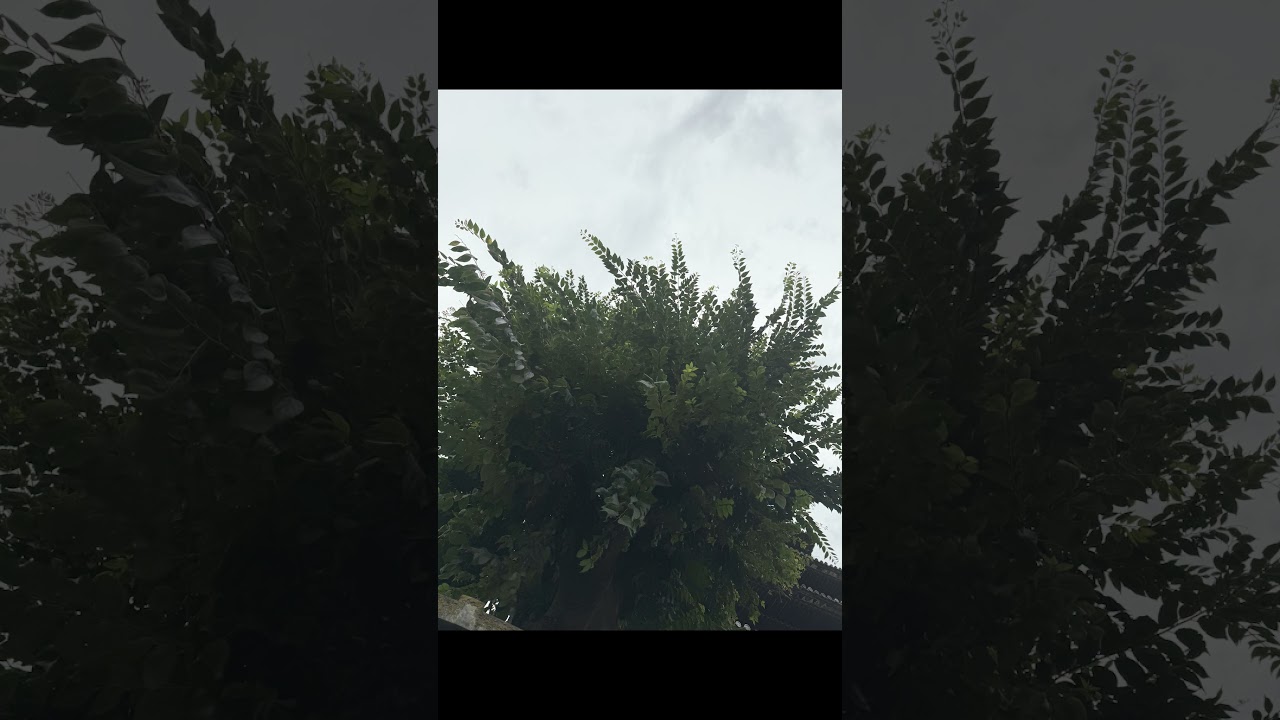 YouTube player