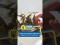 #shorts Спростили правила перетину кордону: кого стосується