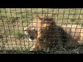 Молодые львы, утомленные солнцем и едой) Тайган Young lions tired of the sun and food) Taigan