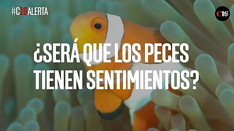 ¿Tienen sentimientos los peces?