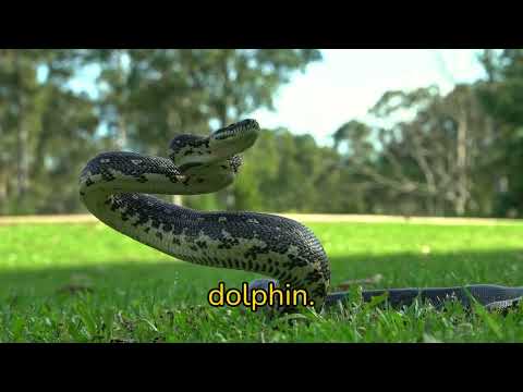 "10 Cool Anaconda Facts for Kids That Will Blow Your Mind!"