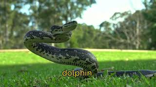 "10 Cool Anaconda Facts for Kids That Will Blow Your Mind!"