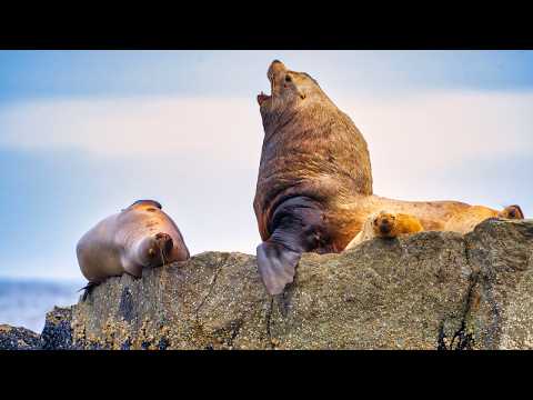 10 Hours Of Playful Alaska Sea Lions Resting And Swimming In Their Natural Habitat 4K