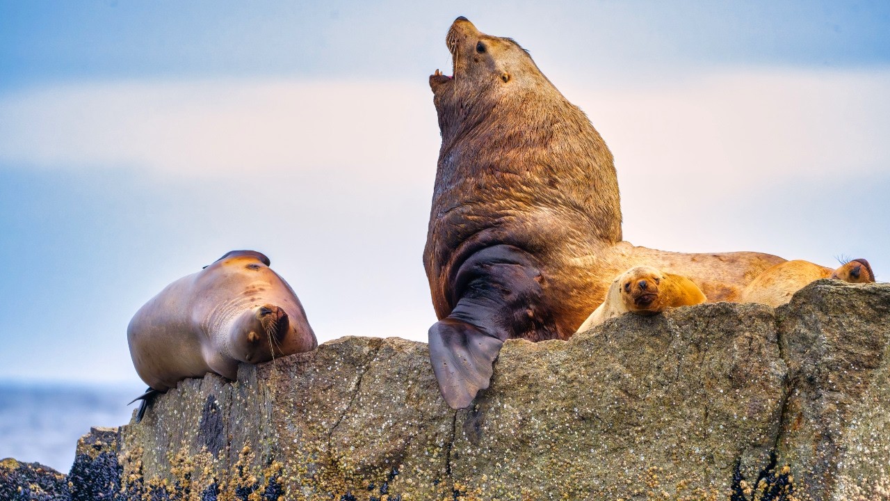 10 Hours Of Playful Alaska Sea Lions Resting And Swimming In Their Natural Habitat 4K