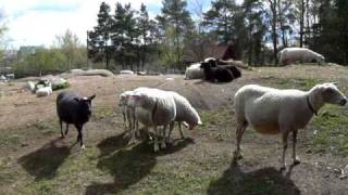 P1400751 Bää Får Sheep.MOV