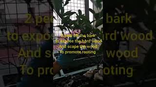 Grade 6 Quarter 2 Propagiting Fruit Bearing trees Using Marcoting