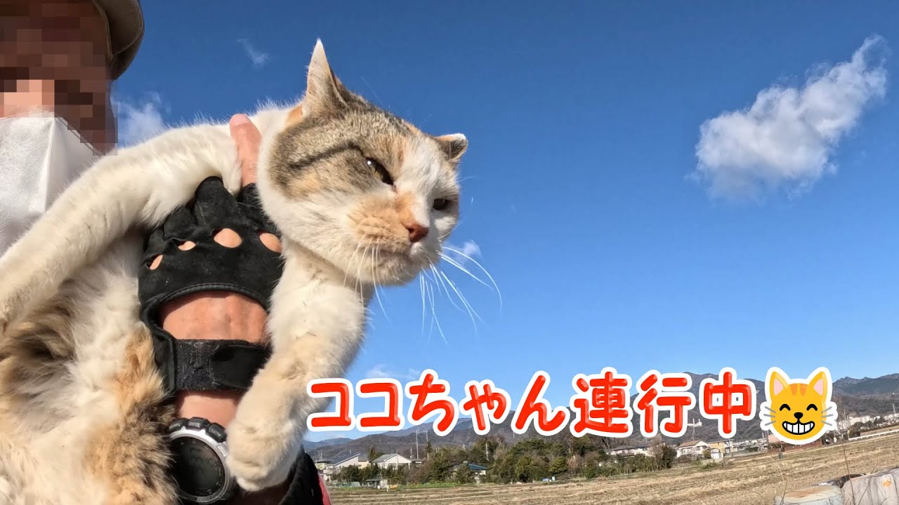 野良猫ココちゃん24116 #三毛猫 #野良猫ちゃん - YouTube