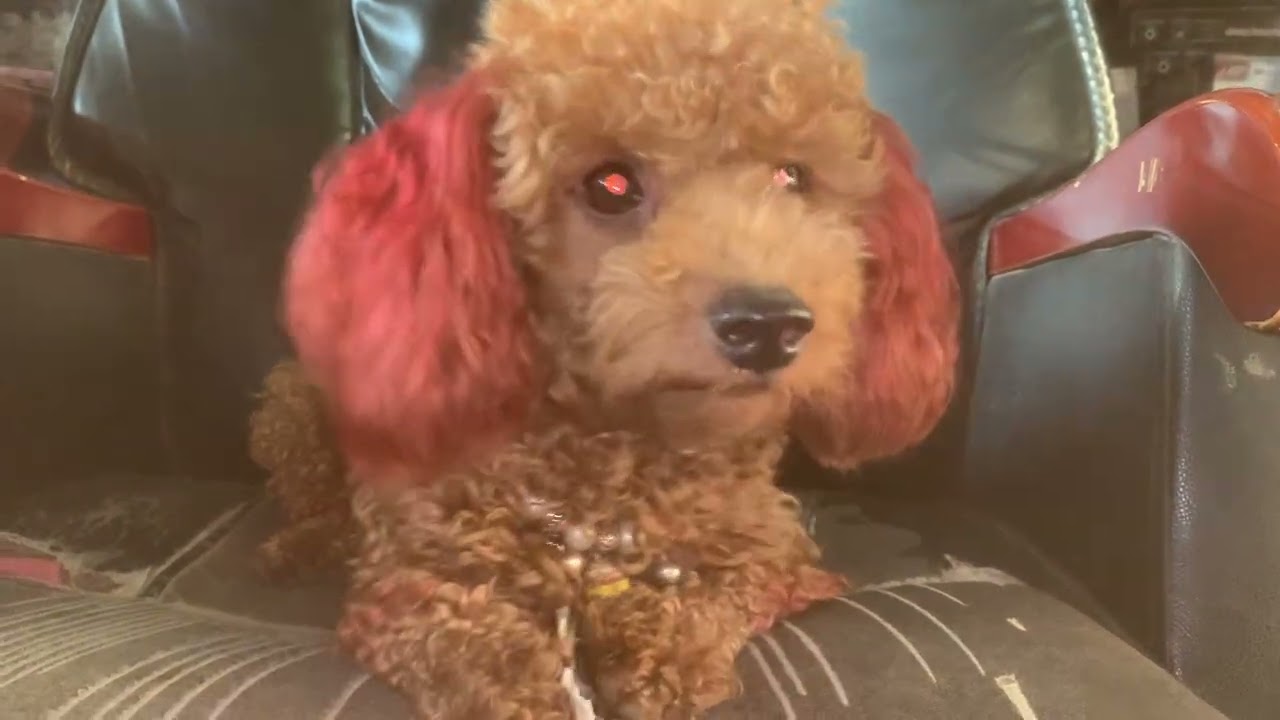 Mean Mean ,Clever Poodle