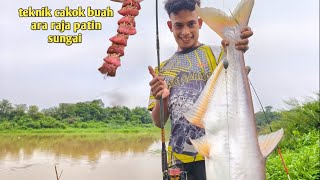 Ni lah sifoo patin sungai Kuala ketil teknik sifoo cakok buah ara satea untuk patin lampam gorgon 