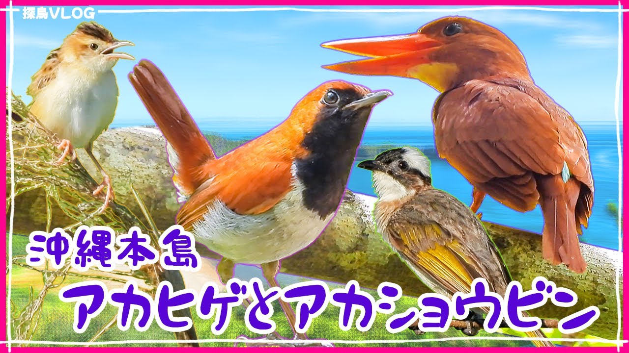 夏の沖縄本島　アカヒゲとアカショウビンに出会えた！《野鳥撮影vlog》｜シロガシラ、セッカ、イソヒヨドリ、ヤマガラ、コゲラetc