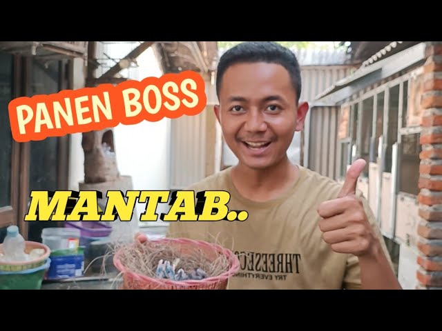 Proses panen anakan murai batu Bang ptrok class=