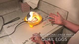 Quail Egg Incubator Challenge Part 2