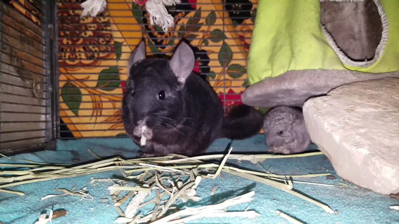 When chinchillas attack! YouTube